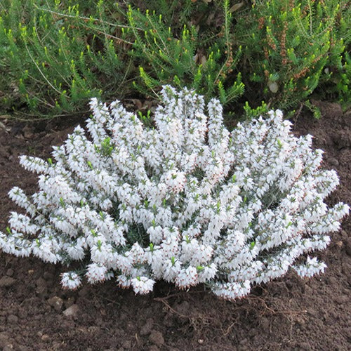 Bruyère d'hiver  Snowbelle - Erica carnea snowbelle - Willemse