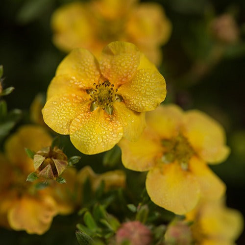 Potentille arbustive Citrus Tart - Potentilla fruticosa citrus tart - Willemse