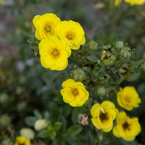 Potentilla fruticosa citrus tart - Potentille arbustive Citrus Tart - Potentilles