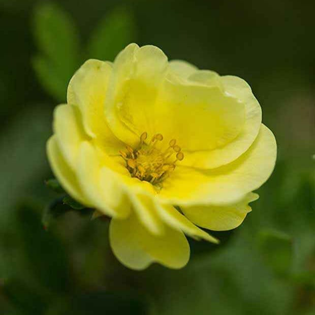 Potentilla fruticosa lemon meringue - Potentille arbustive Lemon Meringue - Potentilles