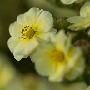 Potentilles - Potentille arbustive Lemon Meringue - Potentilla fruticosa lemon meringue
