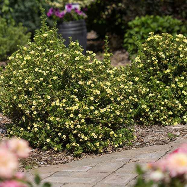 Potentille arbustive Lemon Meringue - Willemse