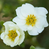 Potentille arbustive Crème Brûlée - Willemse