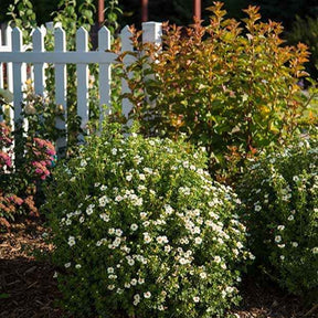 Potentilla fruticosa creme brûlée - Potentille arbustive Crème Brûlée - Potentilles