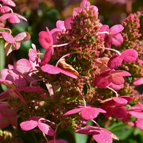 Hydrangea paniculata prim'red ® 'couhaprim' - Hortensia paniculé Prim'Red® Couhaprim - Hortensia paniculé