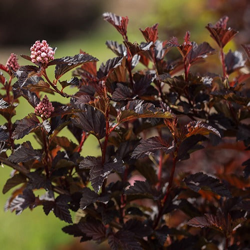 Physocarpe Fireside - Physocarpus opulifolius fireside - Willemse