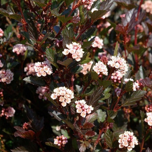 Physocarpe Little Dévil - Willemse