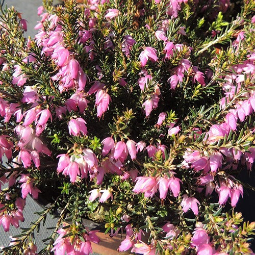 Bruyère d'hiver  Springwood Pink - Willemse