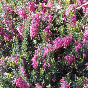 Bruyère d'hiver  Springwood Pink - Erica carnea springwood pink - Willemse