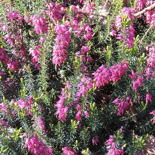 Bruyère d'hiver  Springwood Pink - Erica carnea springwood pink - Willemse