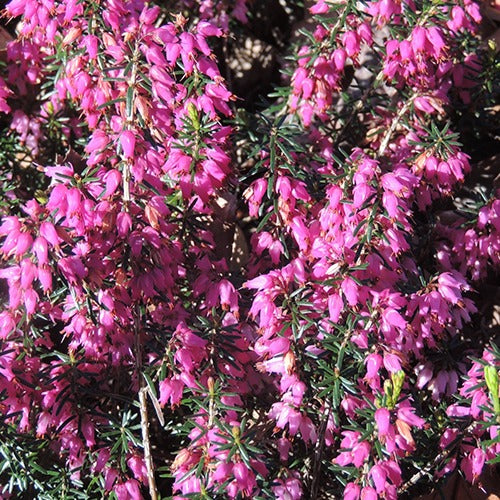 Erica carnea springwood pink - Bruyère d'hiver  Springwood Pink - Bruyère d'hiver