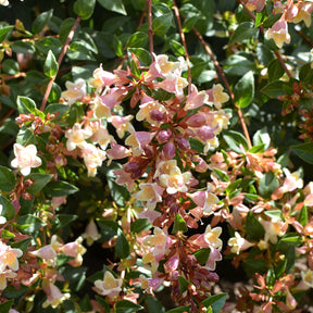 Abélia à grandes fleurs Sunny Charm ® - Willemse
