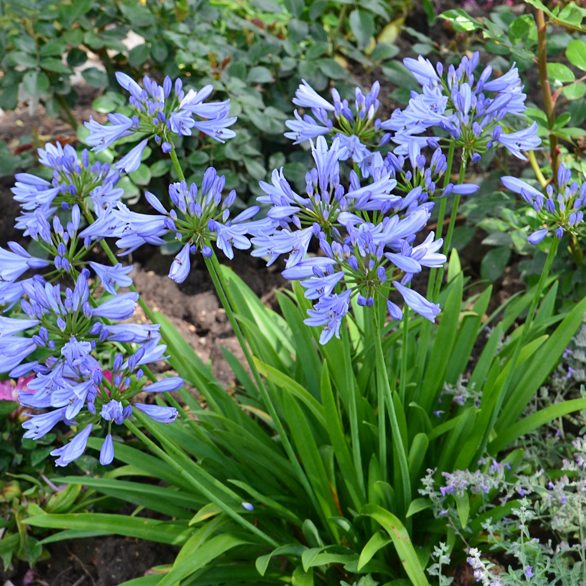 Agapanthe PITCHOUNE® Bleu - Willemse