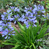 Agapanthe PITCHOUNE® Bleu - Willemse