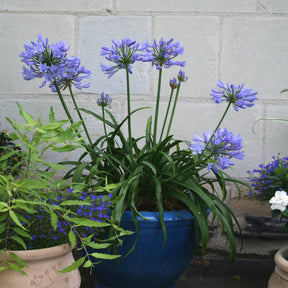Agapanthe PITCHOUNE® Bleu - Agapanthus x pitchoune ® bleu 'scrarey09' - Willemse