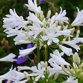 Agapanthe PITCHOUNE® White - Willemse