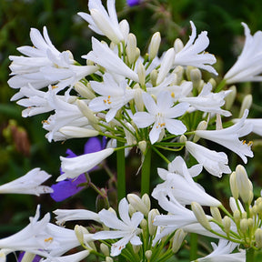Agapanthe PITCHOUNE® White - Willemse