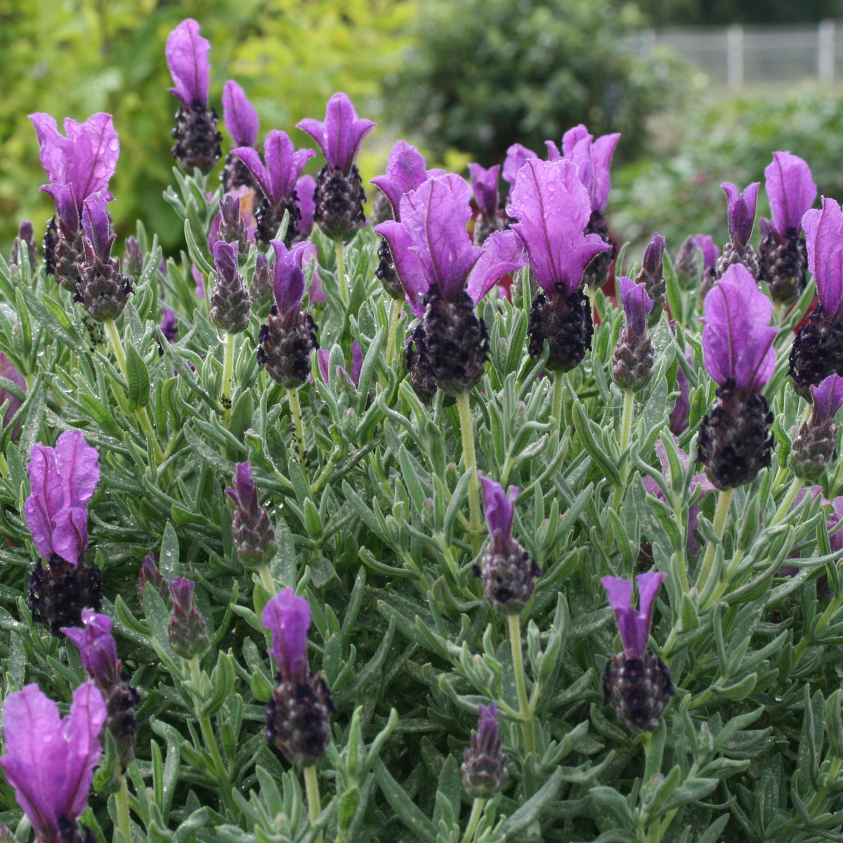 Lavande papillon MAGICAL® POSY PURPLE - Willemse