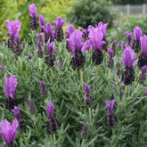 Lavande papillon MAGICAL® POSY PURPLE - Willemse