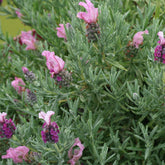 Lavande papillon MAGICAL® POSY PINK - Willemse