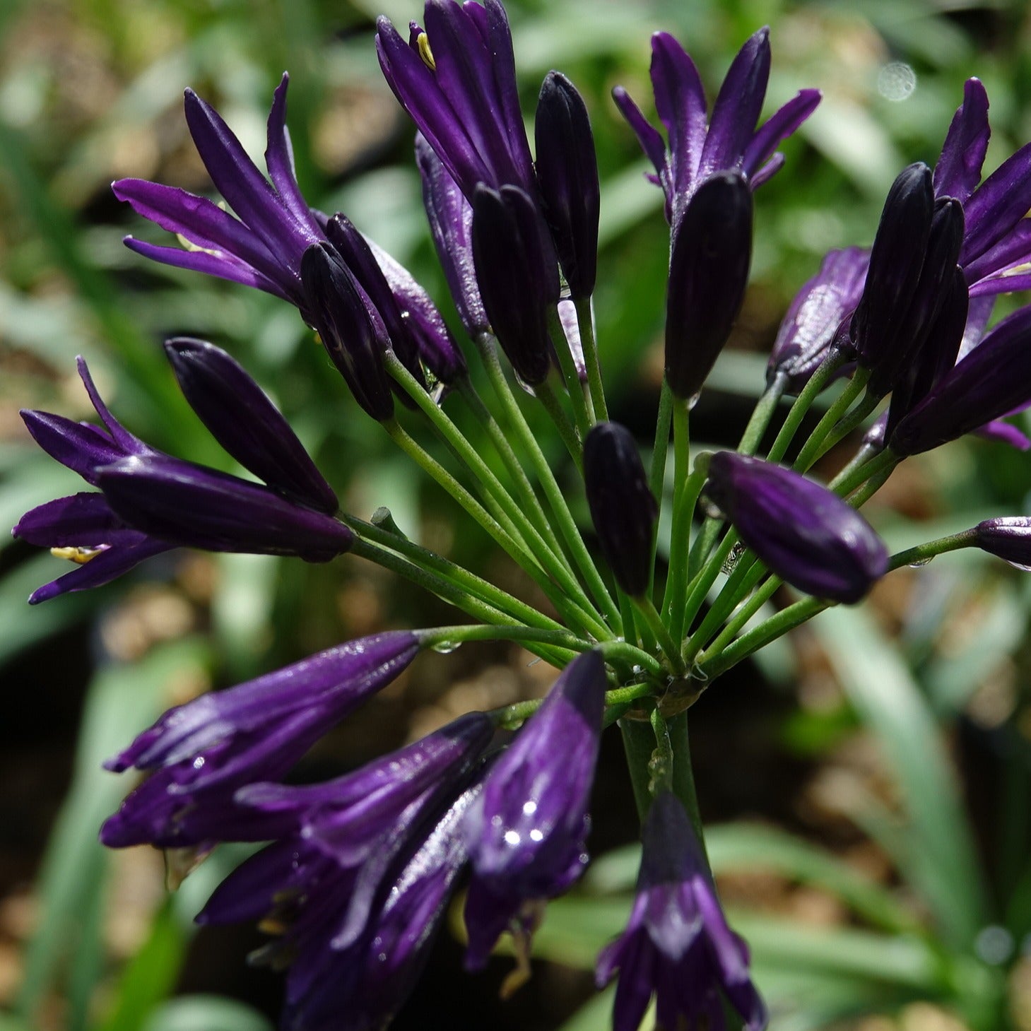Agapanthe PITCHOUNE ® Violet - Willemse
