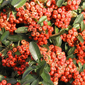 Buisson ardent Saphyr® Rouge Cadrou - Pyracantha - Pyracantha  saphyr ® rouge'cadrou' - Willemse