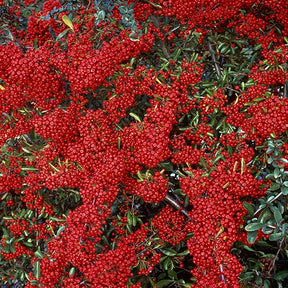 Pyracantha  saphyr ® rouge'cadrou' - Buisson ardent Saphyr® Rouge Cadrou - Pyracantha - Buisson ardent - Pyracantha