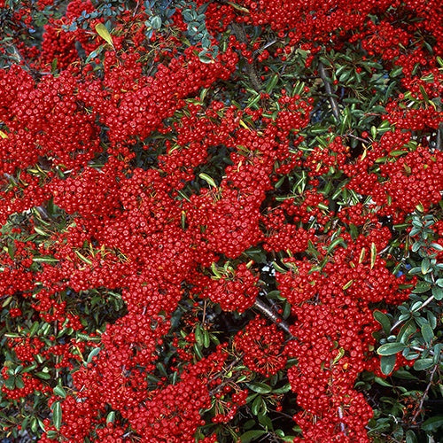 Pyracantha  saphyr ® rouge'cadrou' - Buisson ardent Saphyr® Rouge Cadrou - Pyracantha - Buisson ardent - Pyracantha