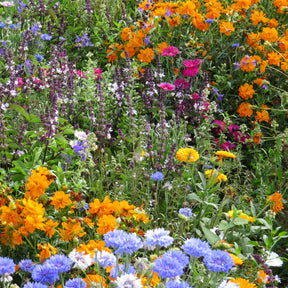 Fleurs mellifères et papillons variés en mélange - Willemse