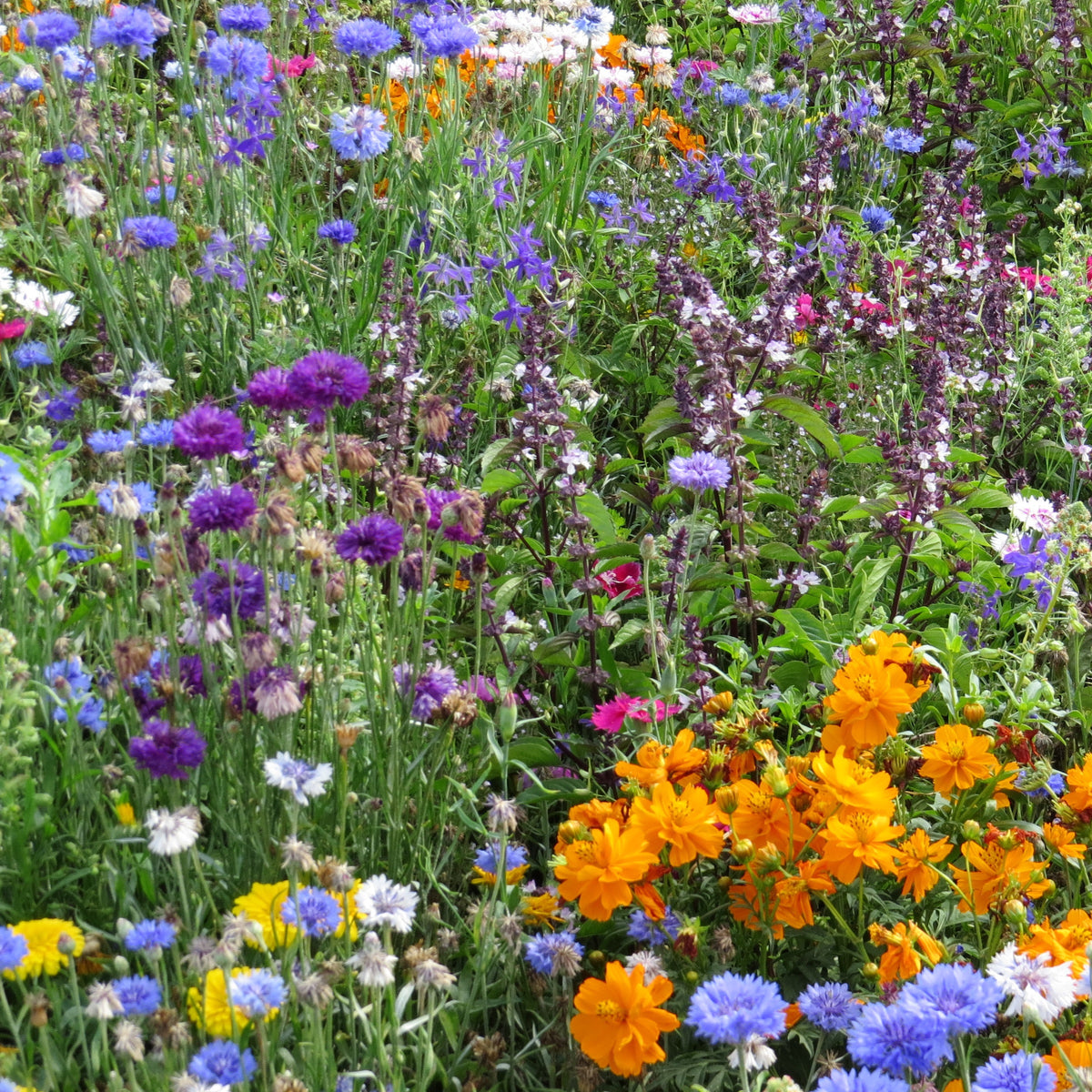 Fleurs mellifères et papillons variés en mélange - Mélange mellifère et papillon varié - Willemse