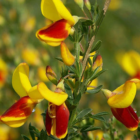 Genêt à balais Goldfinch - Willemse