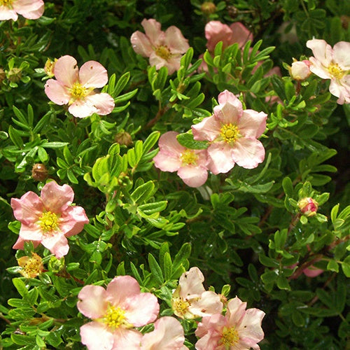 Potentille arbustive Lovely Pink® Pink Beauty - Willemse