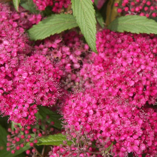 Spirée japonaise Dart's Red - Willemse
