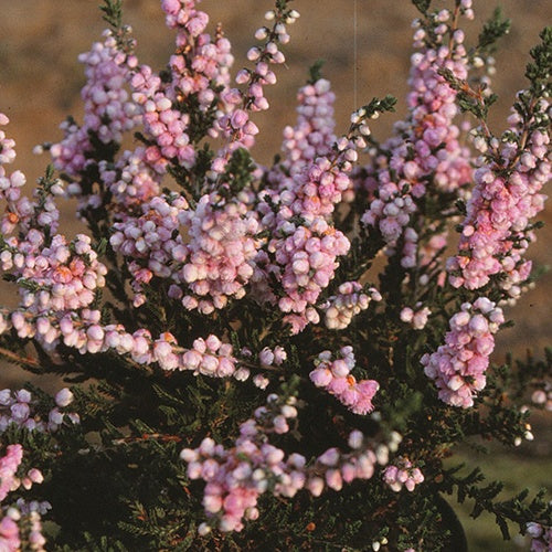 Bruyère d'été Elsie Purnell - Willemse