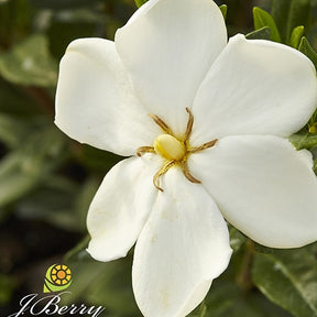 Gardénia Sweetheart - Willemse