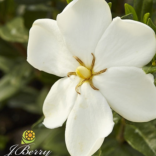 Gardénia Sweetheart - Willemse