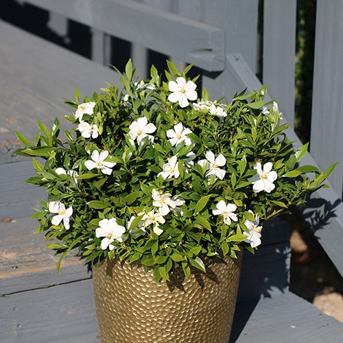 Gardénia Sweetheart - Gardenia sweetheart - Willemse