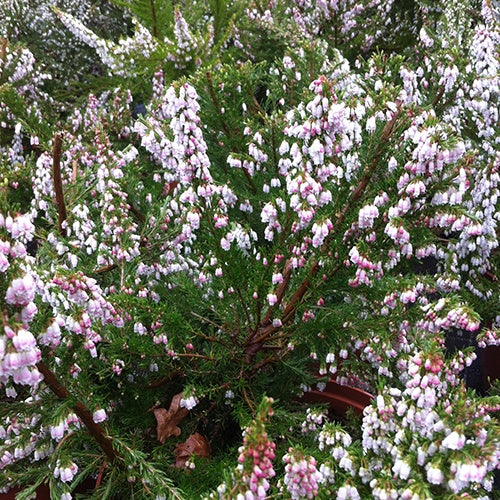 Bruyère arborescente Great Star® Le Vasterival - Willemse