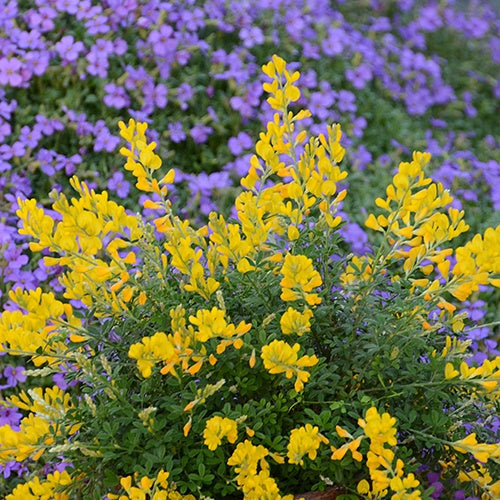 Cytisus racemosus phebus ® - Genêt Phebus® - Genêts