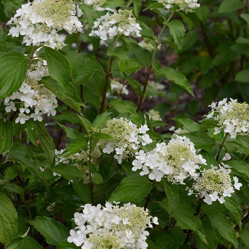 Hortensia paniculé Perle d'Automne - Willemse