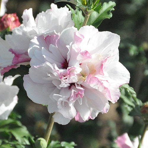 Hibiscus French Cabaret® Althéa French Cabaret® Pastel - Willemse