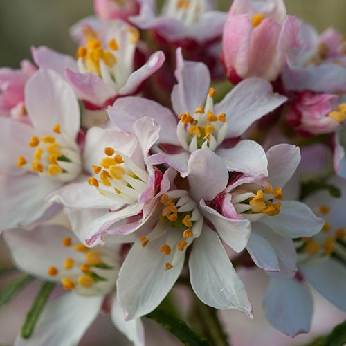 Oranger du Mexique Apple Blossom - Willemse