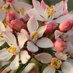 Oranger du Mexique Apple Blossom - Choisya ternata  apple blossom - Willemse