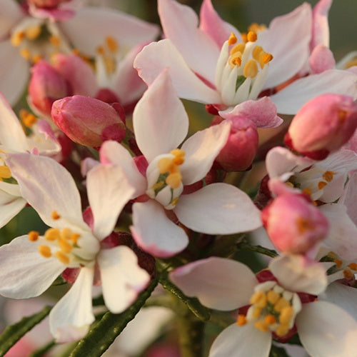 Oranger du Mexique Apple Blossom - Choisya ternata  apple blossom - Willemse