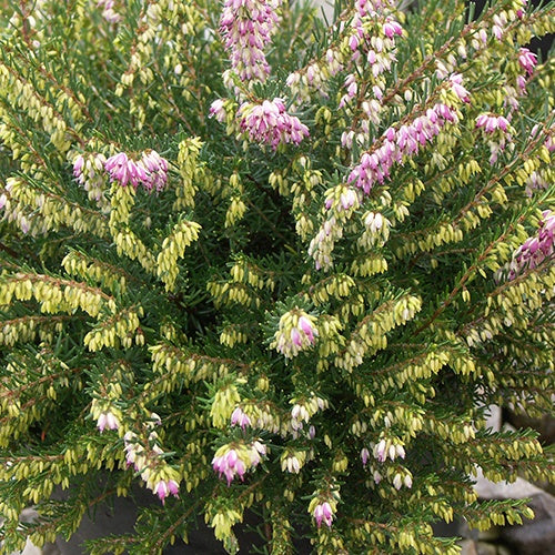 Bruyère d'hiver - Bruyère d'hiver Darley Dale - Erica darleyensis Darley Dale
