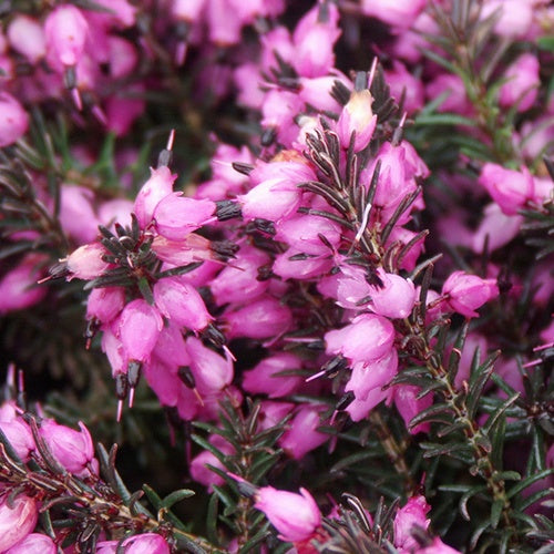 Bruyère d'hiver Kramer's Rote - Erica darleyensis Kramer's Rote - Willemse