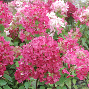 Hortensia paniculé Diamant Rouge - Willemse