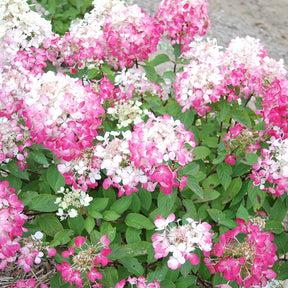 Hortensia paniculé Diamant Rouge - Hydrangea paniculata diamant rouge ® 'rendia' - Willemse