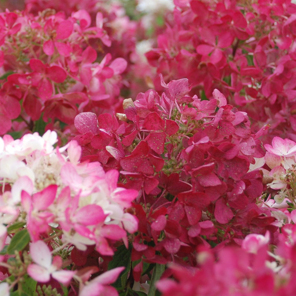 Hortensia paniculé - Hortensia paniculé Diamant Rouge - Hydrangea paniculata diamant rouge ® 'rendia'