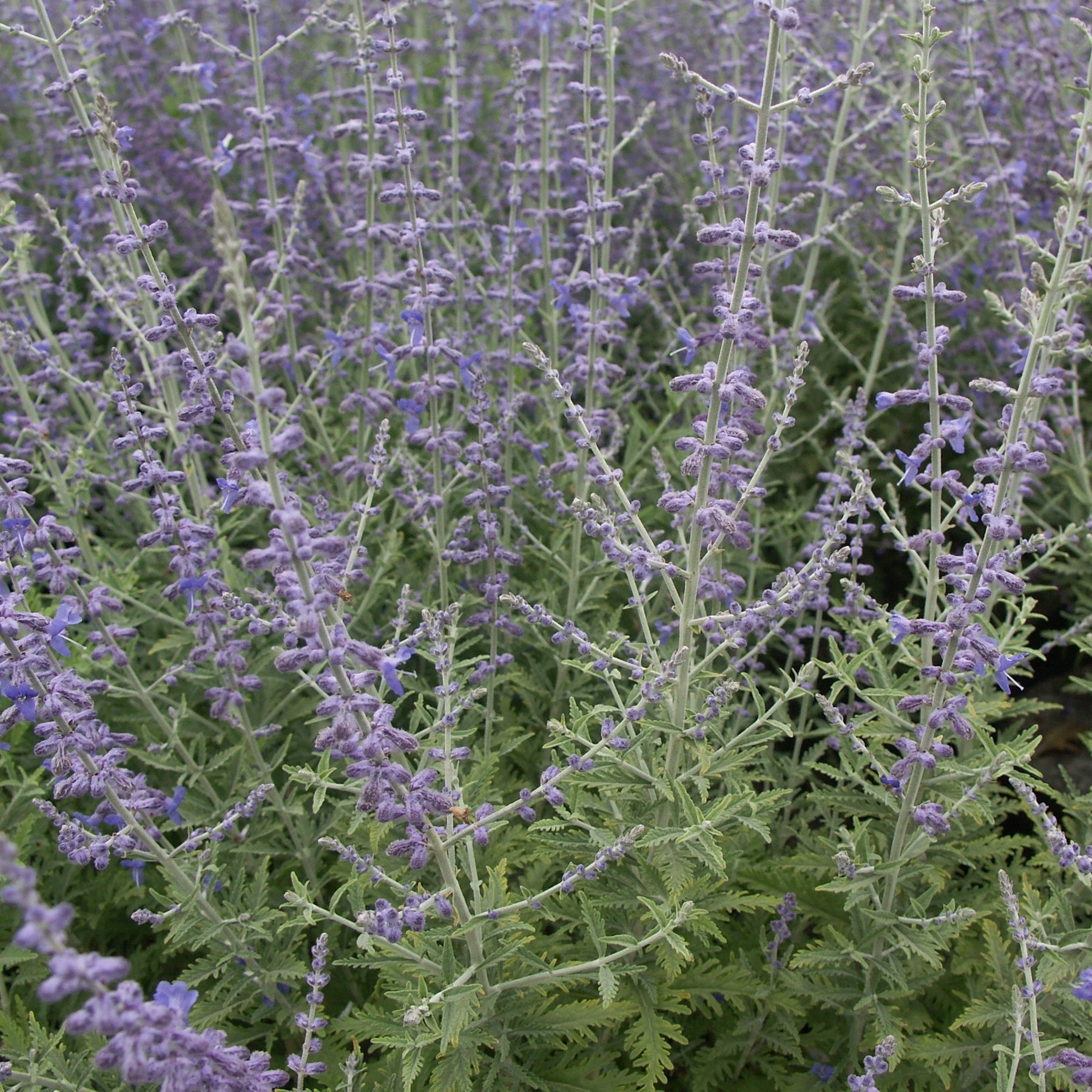 Sauges - Perovskia atriplicifolia Blue spire - Perovskia atriplicifolia blue spire
